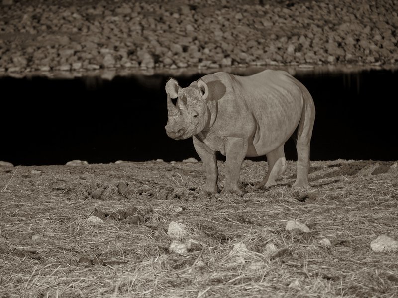 Etosha National Park, Okaukuejo,
        Rhinoceros